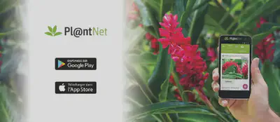 Pour plus d'informations, visiter [https://plantnet.org/](https://plantnet.org/).