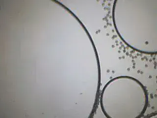 Spores de Lycopodium, vus au microscope.